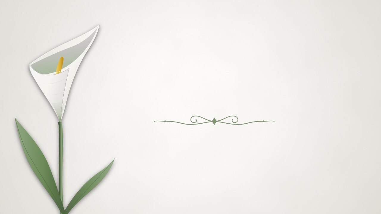 Single Calla Lily theme background